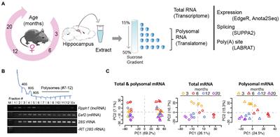 A post-transcriptional regulatory landscape of aging in the female mouse hippocampus